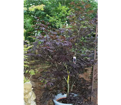 Acer palmatum 'Fireglow' Acer palmatum 'Fireglow'