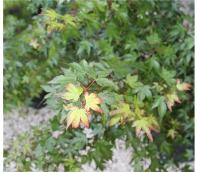 Acer palmatum 'Murasaki kiyohime' Acer palmatum 'Murasaki kiyohime'