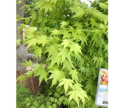 Acer palmatum 'Orange Dream' Acer palmatum 'Orange Dream'