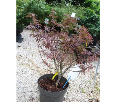 Acer palmatum 'Shaina' Acer palmatum 'Shaina'