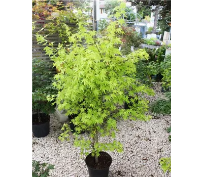 Acer palmatum 'Summer Gold' Acer palmatum 'Summer Gold'
