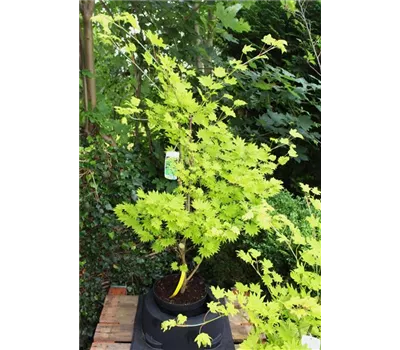Acer shirasawanum 'Aureum' Acer shirasawanum 'Aureum'