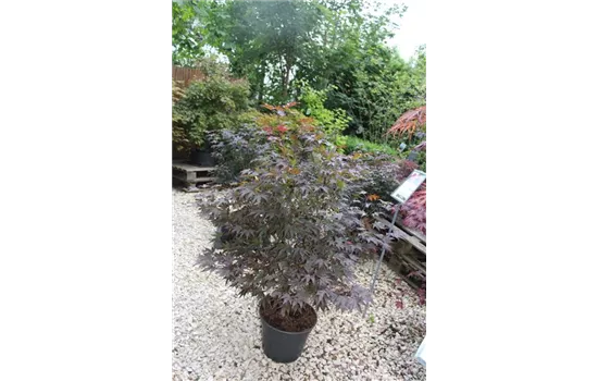 Acer palmatum 'Rhode Island Red'