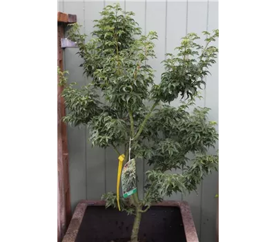 Acer palmatum 'Shishigashira' Acer palmatum 'Shishigashira'