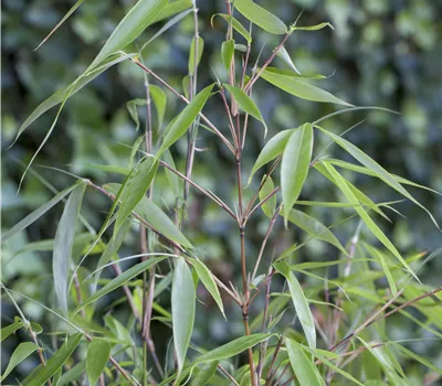 Fargesia robusta robusta Fargesia robusta robusta