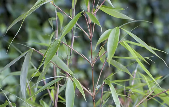 Fargesia robusta robusta