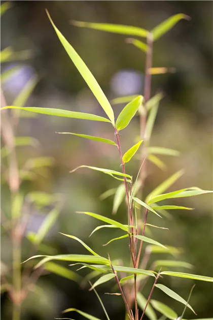 Fargesia robusta robusta