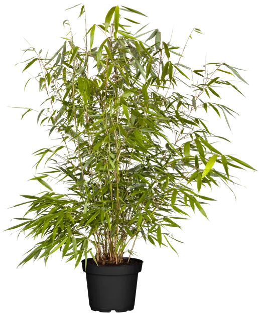 Fargesia robusta robusta