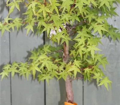 Acer palmatum 'Yamamomiji' - als Bonsai  Acer palmatum 'Yamamomiji' - als Bonsai