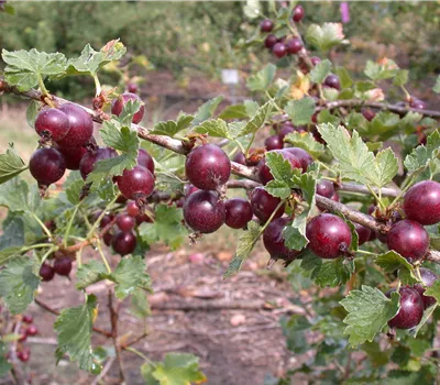 Ribes x nidigrolaria 'Jostabeere'
