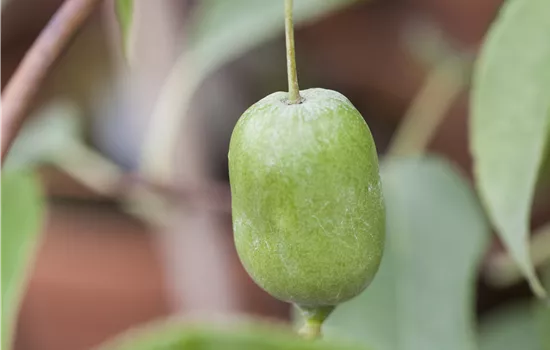 Actinidia arguta 'Rote Bayernkiwi' Kens Red