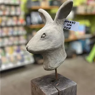 Hase Manfred2.jpg