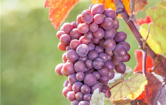 Vitis vinifera 'Rhea'®