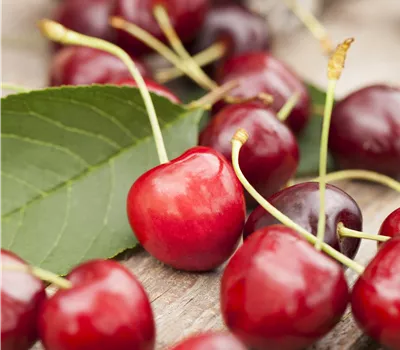 Prunus cerasus 'Karneol'® Prunus cerasus 'Karneol'®