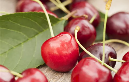 Prunus cerasus 'Karneol'®