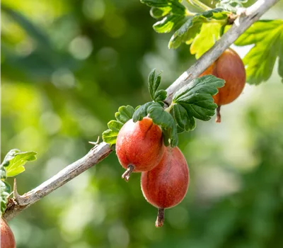Ribes uva-crispa 'Spinefree' Ribes uva-crispa 'Spinefree'