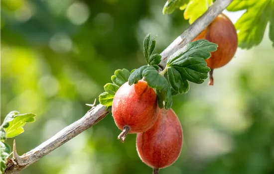 Ribes uva-crispa 'Spinefree'
