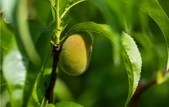 Prunus persica var. persica 'Tellerpfirsisch'