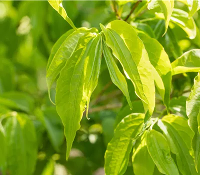 Heptacodium miconioides Heptacodium miconioides