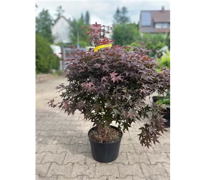 Acer palmatum 'Rhode Island Red' Acer palmatum 'Rhode Island Red'