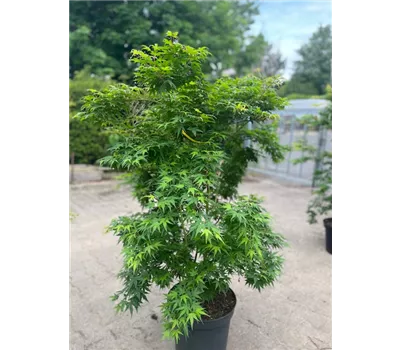 Acer palmatum 'Seiun Kaku'