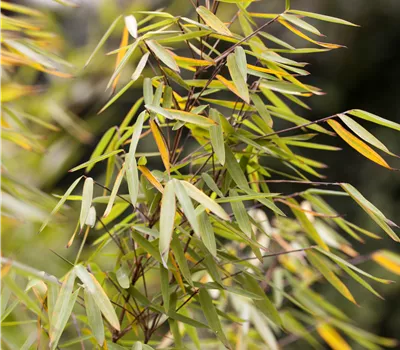 Fargesia 'Jiuzhaigou' Fargesia 'Jiuzhaigou'
