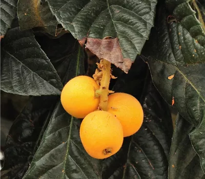 Eriobotrya japonica Eriobotrya japonica