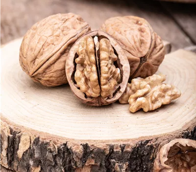 Juglans regia fertilis Juglans regia fertilis