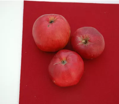 Malus domestica 'Danziger Kantapfel'