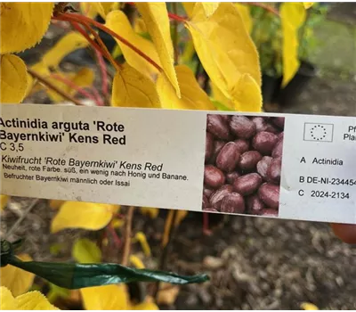 Actinidia arguta 'Rote Bayernkiwi' Kens Red Actinidia arguta 'Rote Bayernkiwi' Kens Red