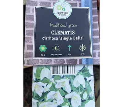 Clematis cirrhosa 'Jingle Bells'