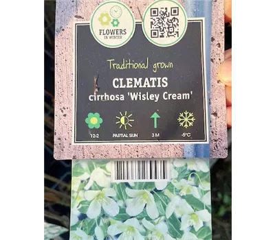 Clematis cirrhosa 'Wisley Cream'
