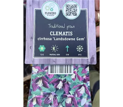 Clematis cirrhosa 'Landsdowne Gem'