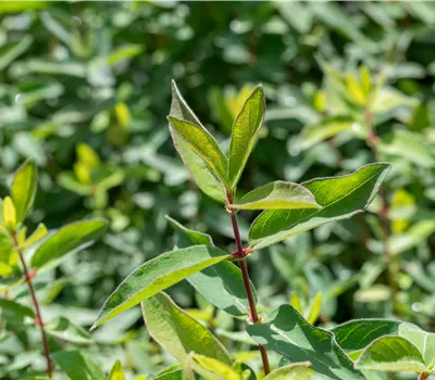 Lonicera caerulea var. kamtschatica 'Maibeere® Amur'(s)