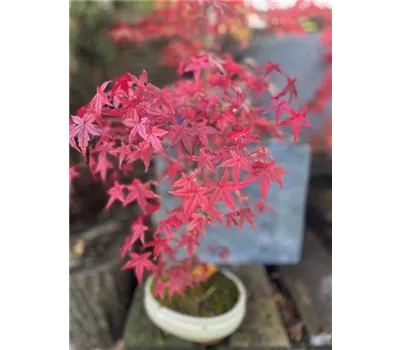 Acer palmatum 'Deshojo' - als Bonsai Acer palmatum 'Deshojo' - als Bonsai