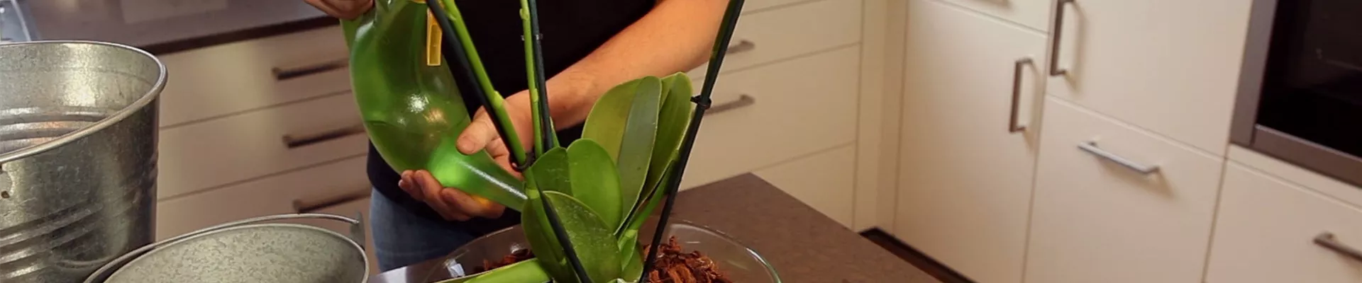 Orchidee - Einpflanzen in ein Gefäß (thumbnail) Orchidee - Einpflanzen in ein Gefäß (thumbnail)