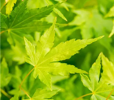 Acer palmatum 'Going Green'