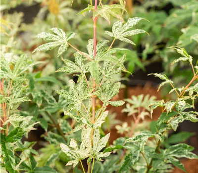 Acer palmatum 'Ukigumo'
