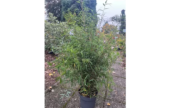 Fargesia murielae 'Simba'