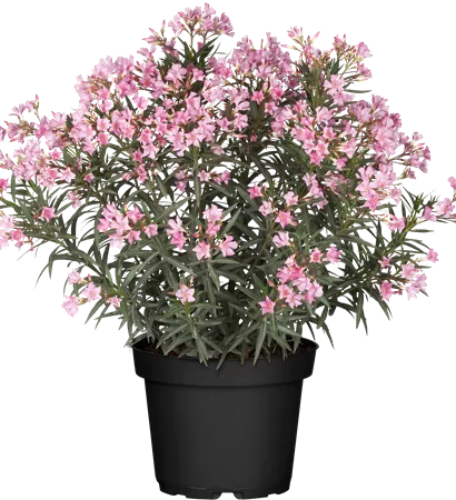Nerium oleander