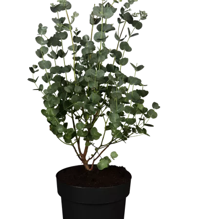 Eucalyptus gunnii 'Azura'