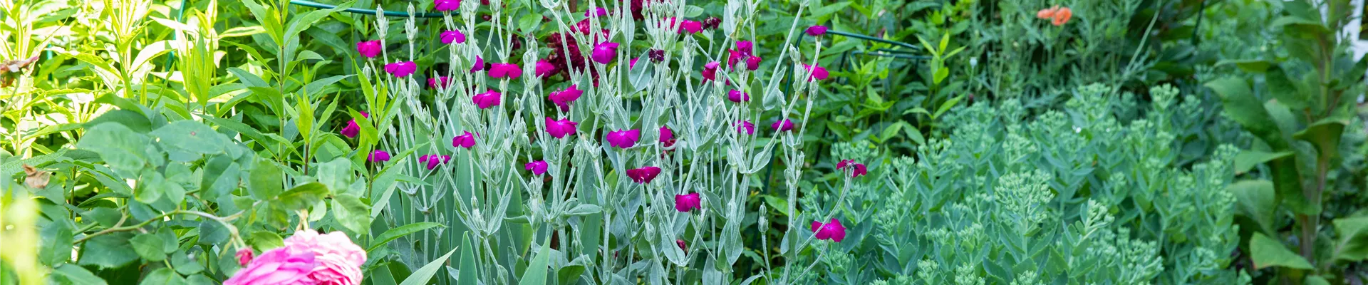 Lychnis coronaria