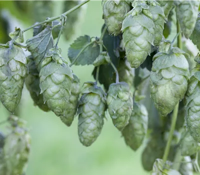 Humulus lupulus 'Nordbräu'