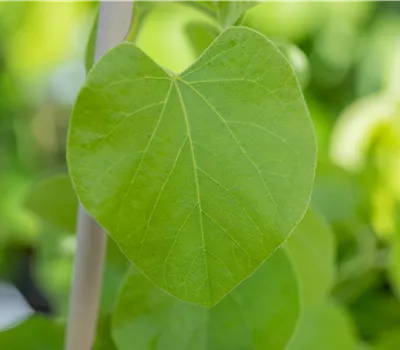 Aristolochia macrophylla