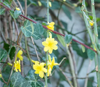 Jasminum nudiflorum