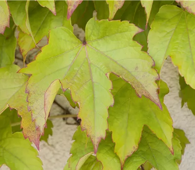 Parthenocissus tricuspidata 'Veitchii'
