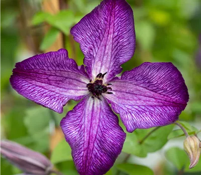 Clematis viticella 'Super Nova'