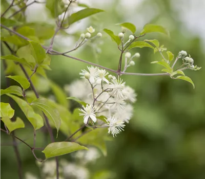 Clematis vitalba