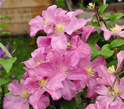 Clematis 'Comtesse de Bouchaud'