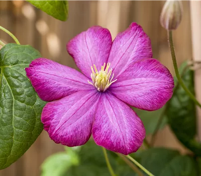 Clematis 'Ville de Lyon'